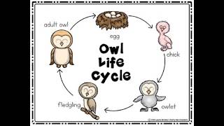 OWL Component Lifecycle Explained Visually | Odoo Development Tutorial (2026)