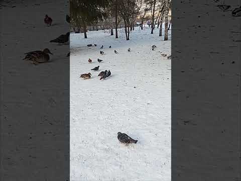 В День Крещения и Богоявления белый голубь и уточки в Красноярске