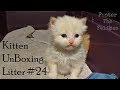 Kitten UnBoxing #24 ~ Bottle Baby Foster Kittens ~ New Litter