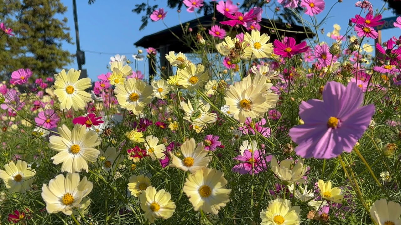 ⬇️辻修窯　⭐︎ コスモスがいっぱい　秋桜　有田焼 ⬇️辻修窯 ⭐︎ コスモスがいっぱい 秋桜 有田焼