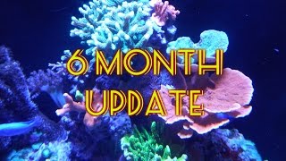 6 Month Update | Reef Tank