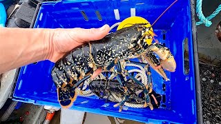 Lobster Fishing at its Finest ! Hand Pulling 24 Lobster Pots !