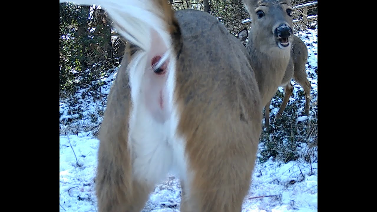 Deer poops while eating then stares at camera