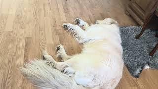 Watch This If You Need Some Peace - Cute Dog Dreaming