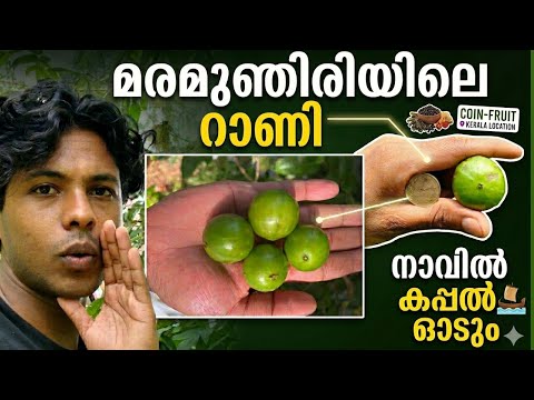 മരമുന്തിരിയിലെ റാന്നി G1 jaboticaba 