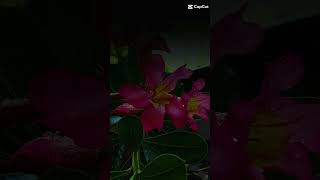 sholat gk lama kok cuma sampe kita meninggal aja #quotes #islamicstatus