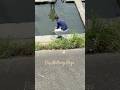 Kaagad na sinipyaw ang malaking isda sa gilid ng batuhan #viralvideo #fishing #shorts #trending