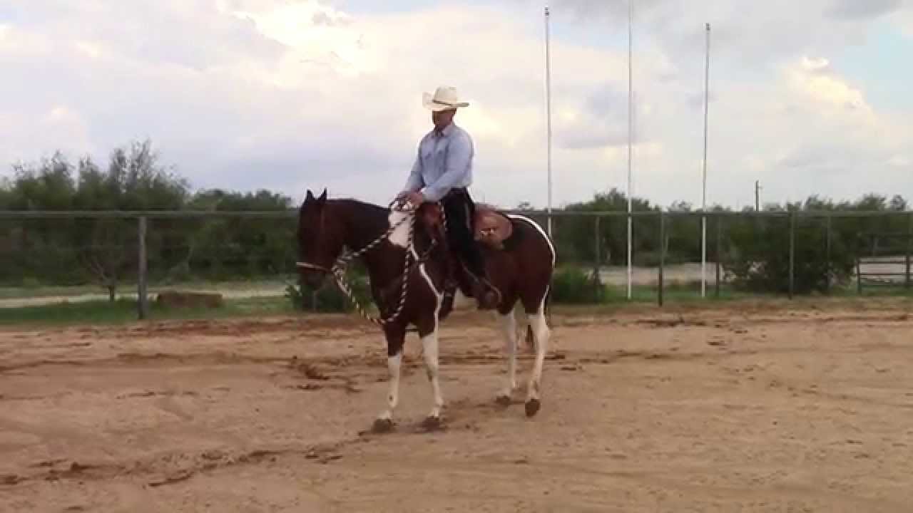 How to Back Up on a Horse photo How to Back Up on a Horse pictures