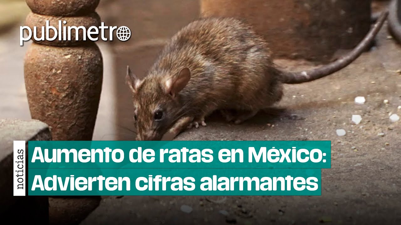 Em Rata Mexico Aumento de ratas en México: Expertos advierten cifras ALARMANTES - YouTube