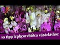 10 tipp lepkeorchidea vásárláshoz | Így válasszátok ki az egészséges lepkeorchideát!