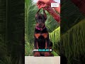 Doberman'ların Kulakları Neden Kesilir ve Kuyrukları Neden Kesilir