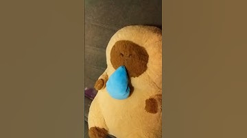 capybara gấu bông ko. rút mũi siu cute🐻