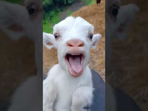 هذا الماعز الجميل