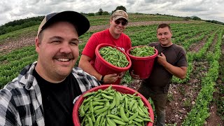 OUR FIRST HUGE VEGETABLE HARVEST OF 2023