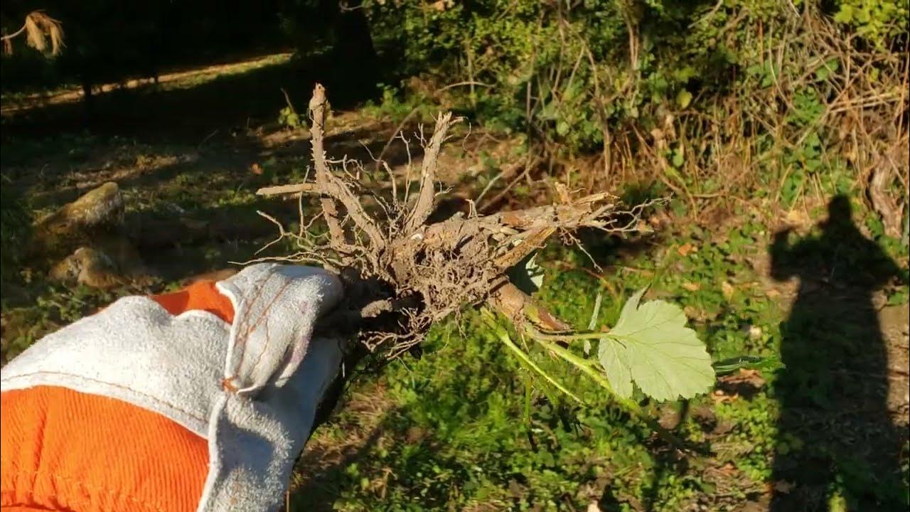 How to kill and remove invasive Himalayan Blackberry bushes. YouTube