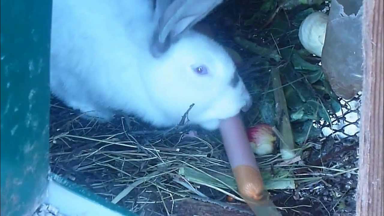 Почему крольчиха съедает крольчиха. Кролик ест сосиску.