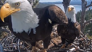 FOBBV🦅A Day In The Life Of Jackie & Shadow💕Sticks, FEEESH Alarm & Magical Duets🎶2024-03-13