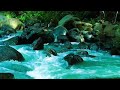 Fall Asleep Nature Water sounds - Forest Ambience for Deep Sleep &amp; Meditation