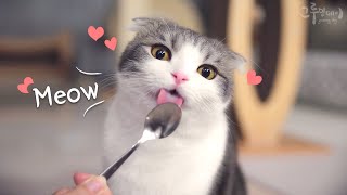 Meow! Cute cat crying and talking