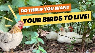 Is THIS the ONLY Way to Protect Chickens from Aerial Predators? by Kummer Homestead 2,113 views 6 months ago 21 minutes