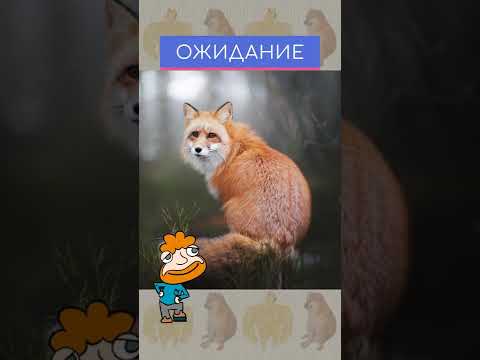 «Ожидание/ реальность». Короткий