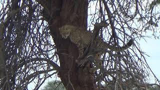 Cheetah climbing trees... AGAIN!