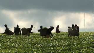 World Food Day 2012 video feature