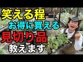 【掟破りのプロ目線】植物の見切り品の失敗しない買い方教えます　　【園芸超人カーメン君】