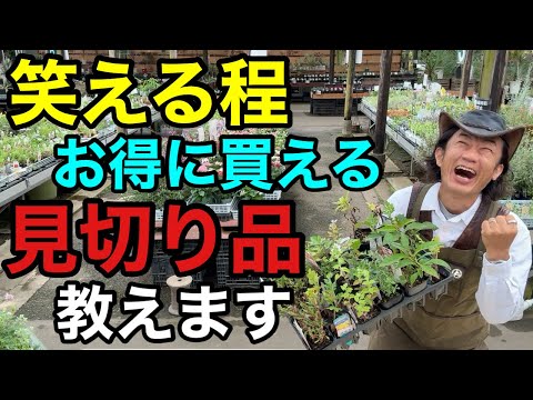 【掟破りのプロ目線】植物の見切り品の失敗しない買い方教えます　　【園芸超人カーメン君】