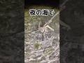 夜の海でタコ捕まえて食う #shorts #釣り