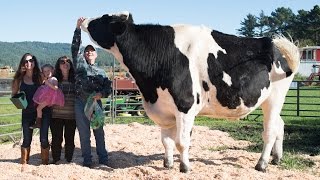 The World’s Tallest Cow