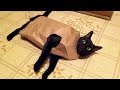 You DON'T WANT TO MISS THIS, TRUST ME! - TRY NOT TO LAUGH at FUNNY ANIMALS