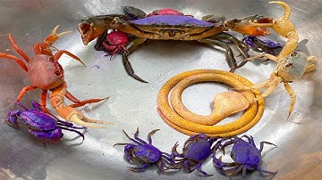 Kem Ốc và cua Chanel ra ngõ bắt các con vật màu sắc, con rắn, con cua, con mèo dễ thương, con cá cua