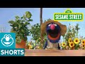 Sesame street grover talks about plants