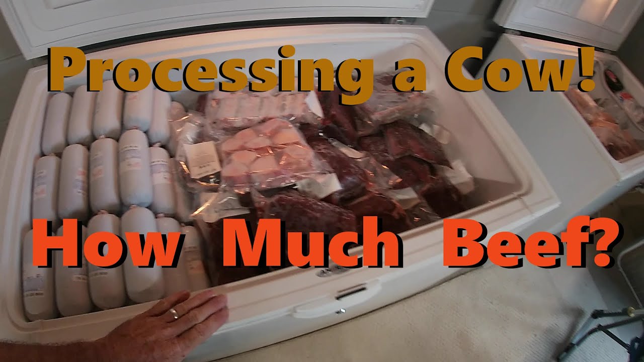 How Much BEEF Do You Get From A Cow YouTube How Much BEEF Do You Get From A Cow YouTube