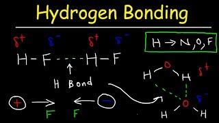 Hydrogen Bonds In Water Explained - Intermolecular Forces