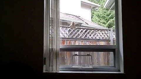 Bird flies into window repeatedly fail