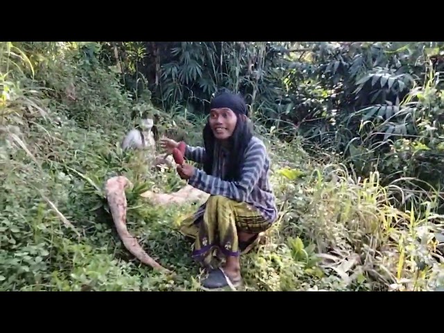 JATIM GEGER !!! AKIBAT BANJIR DEMAK MUNCUL ULAR SILUMAN BERSISIK DI PEGUNUNGAN MOJOKERTO ?! class=