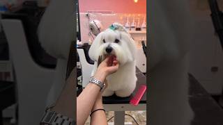LHASA APSO GROOMING CARE  #puppy #dog #cutedog #shortsvideo #dogstylist