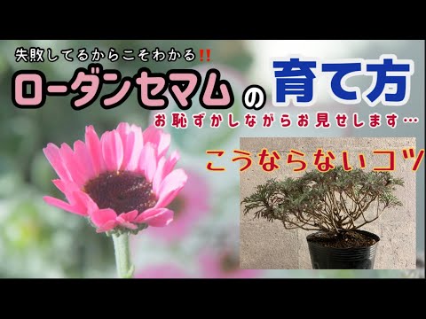 ローダンセマムの育て方 ポイントは夏越し 切り戻し 詳しく解説します ローダンセマムの育て方 園芸 ガーデニング Youtube