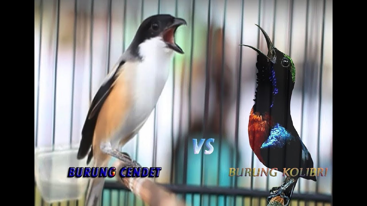 Burung Kolibri Wiceh Gacor Suara Mirip Young Lex By Kicau Monster