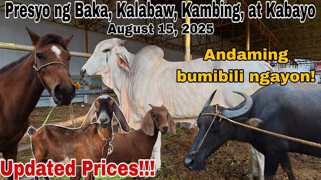 August 15, 2025 - Bentahan ng Baka, Kambing, Kalabaw at Kabayo sa Padre Garcia Batangas