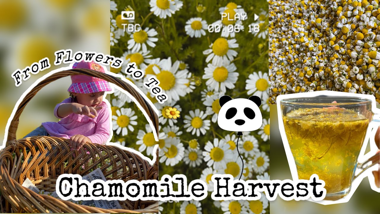 Panen Chamomile di Moldova | Proses Pembuatan Teh Alami | Teh Kamomil Alami dari Kebun