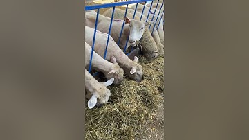 Jaylor Sheep Mini Mixer Video