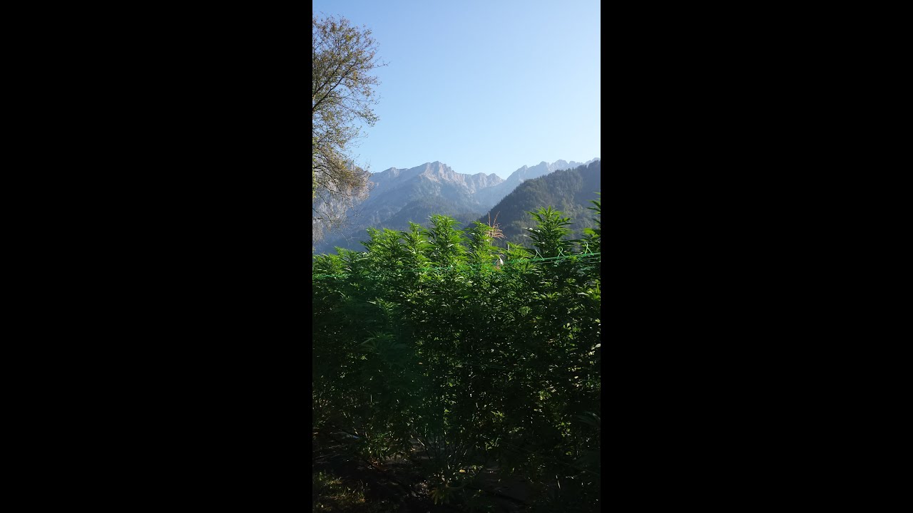 CBD OUTDOORGROW in Österreich @NaturgartenEuring-Bachwinkl 