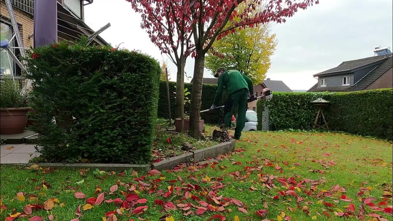 Kustorez Cutting a Yew Hedge pruning YouTube