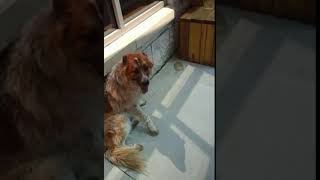 Meet Cayen A Terrier American Pit Bull Currently Available For Adoption 5222019 50547 Pm