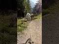 m RAAW Mountain Bikes 414214324