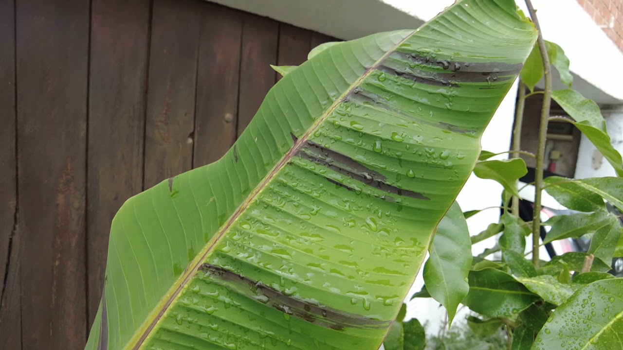 Bananenpflanze wächst nicht? 5 Fehler bei Wasser, Wärme und Standort