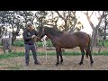 Enseñar al caballo a RETROCEDER pie a tierra - Paso atrás - Doma Racional - CABALLOS ARGENTINOS